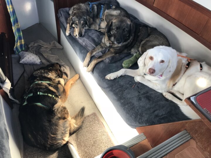 Vier Hunde an Bord
