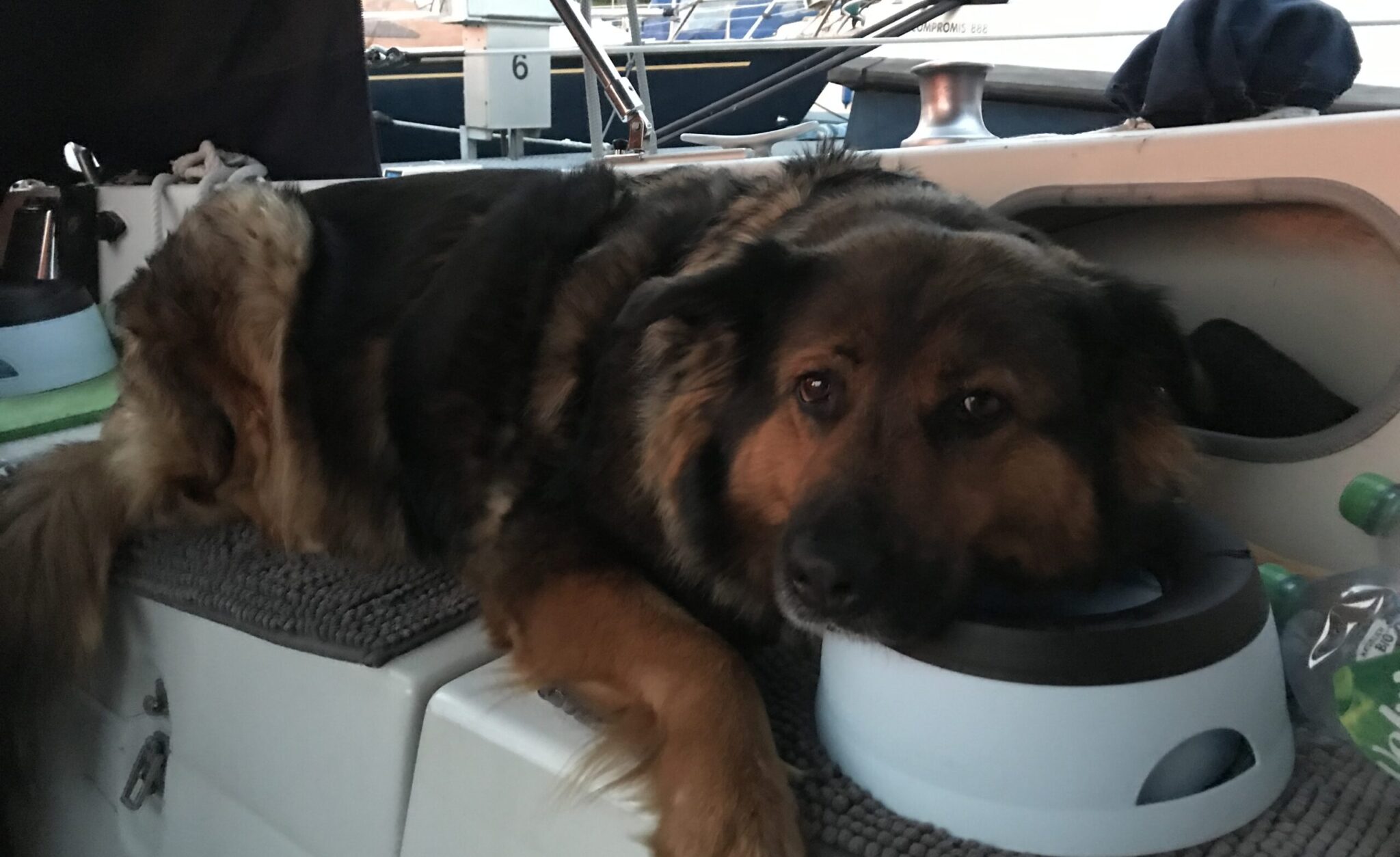 Mit Hund an Bord › ADAC SkipperPortal