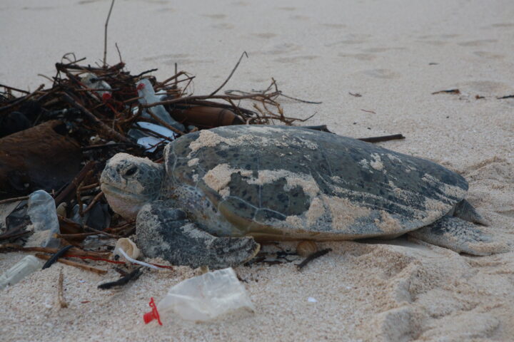 Meeresschildkröte vor angetriebenem Müll an einem Strand.
