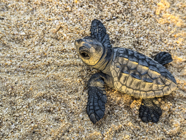 Kleine Meeresschildkröte am Strand.
