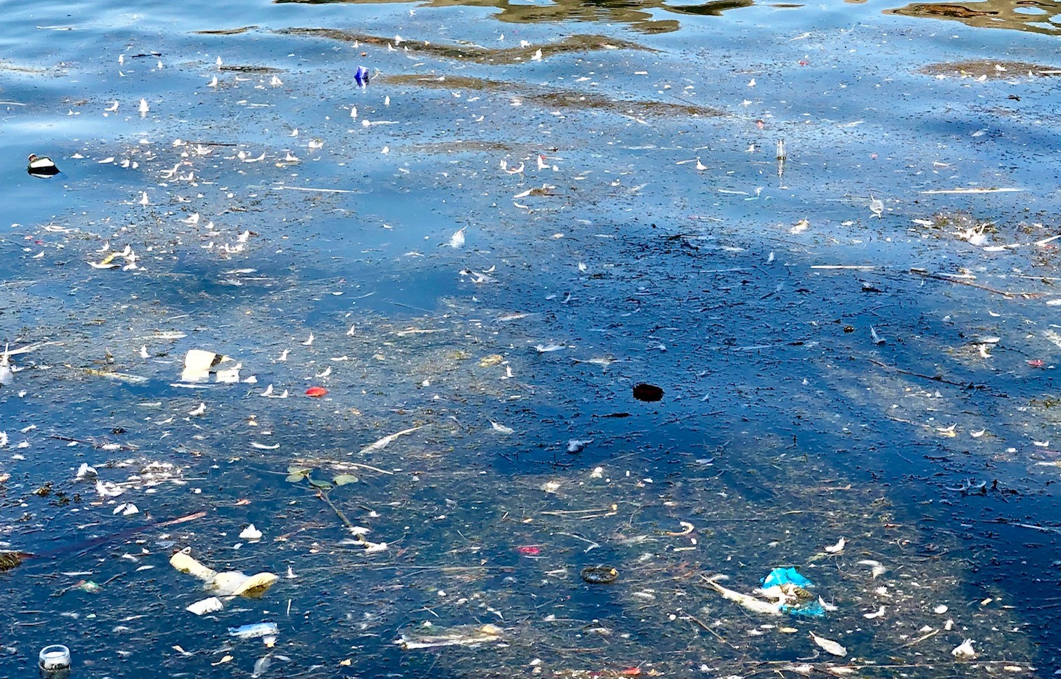 Mikroplastik belastet die Gewässer