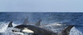 Eine Gruppe Orcas