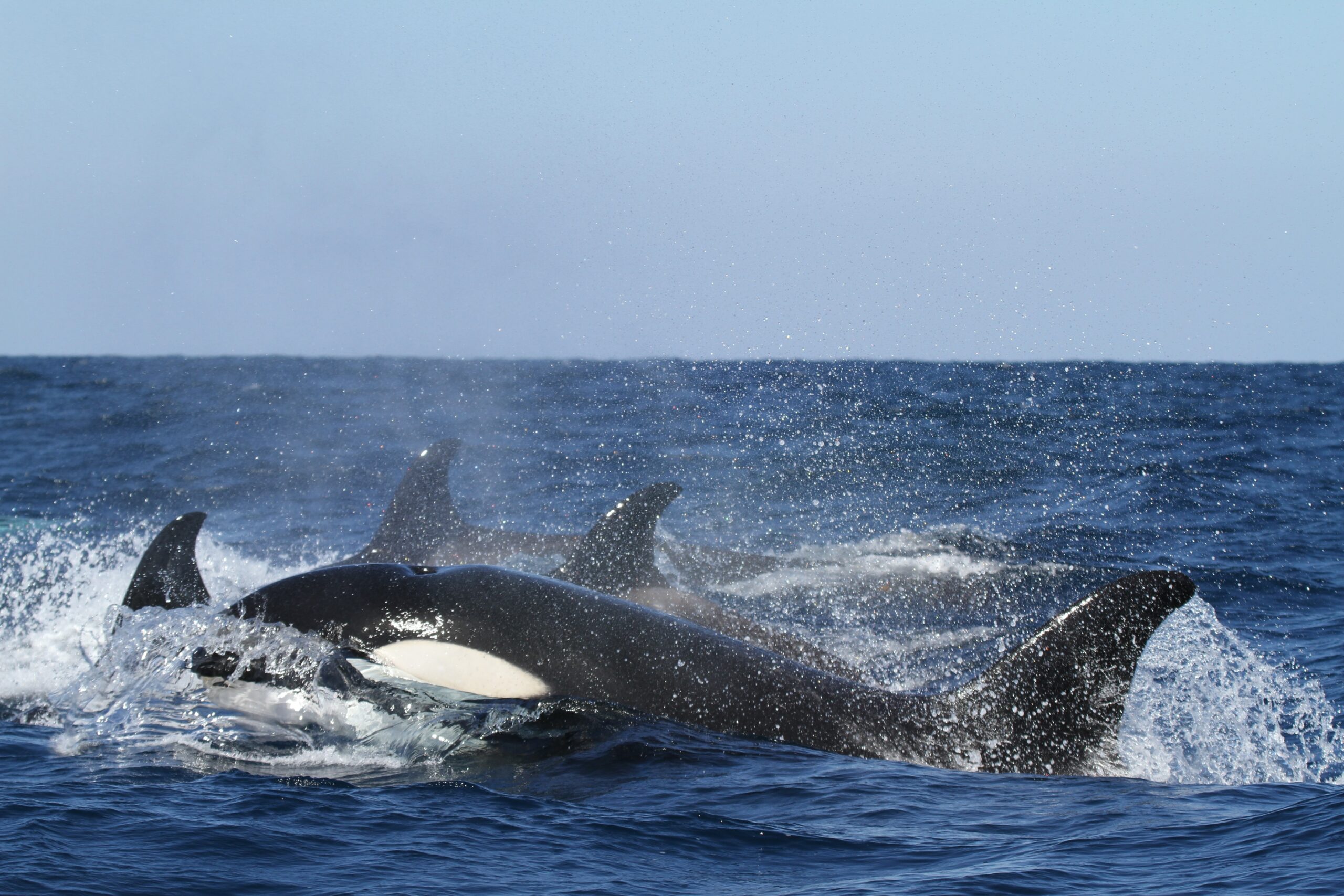 Eine Gruppe Orcas