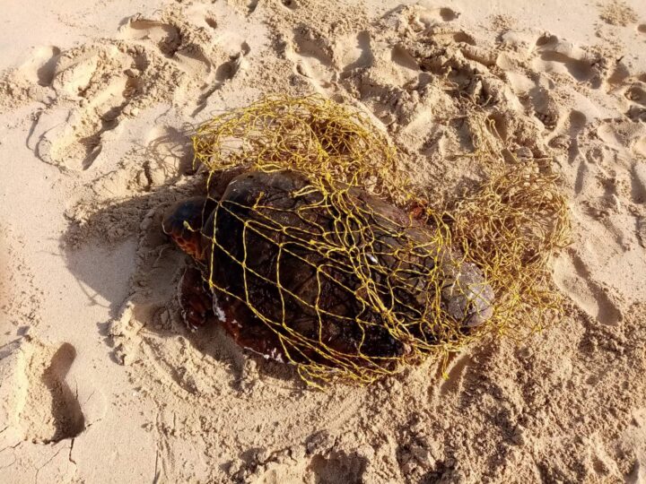 Schildkröte verfangen in Geisternetz